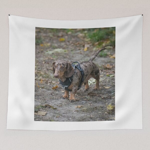 Item preview, Silver Dapple Dachshund Wearing Black Harness designed and sold by VanGaldo.