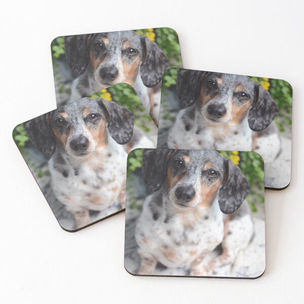 Item preview, Piebald Dapple Dachshund Face Close Up designed and sold by VanGaldo.