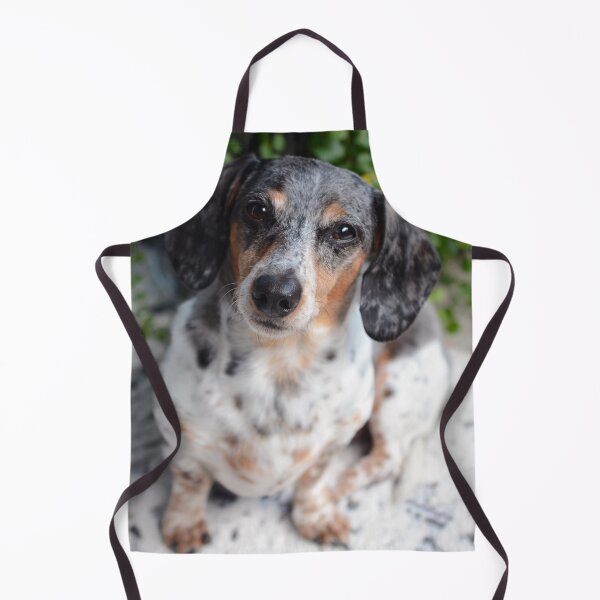 Item preview, Piebald Dapple Dachshund Face Close Up designed and sold by VanGaldo.