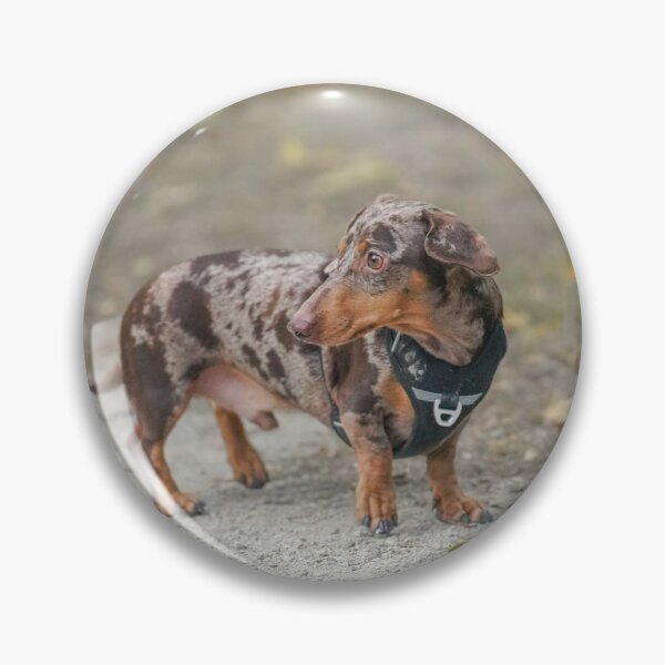 Item preview, Chocolate Dapple Dachshund Wearing Black Harness designed and sold by VanGaldo.