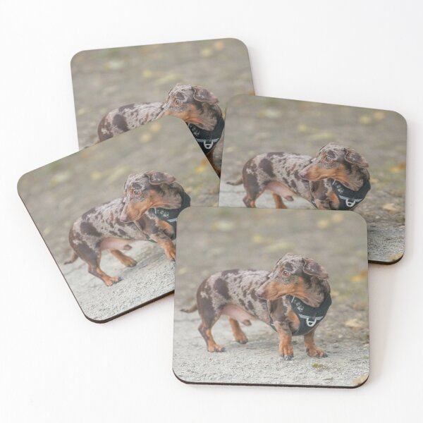 Item preview, Chocolate Dapple Dachshund Wearing Black Harness designed and sold by VanGaldo.
