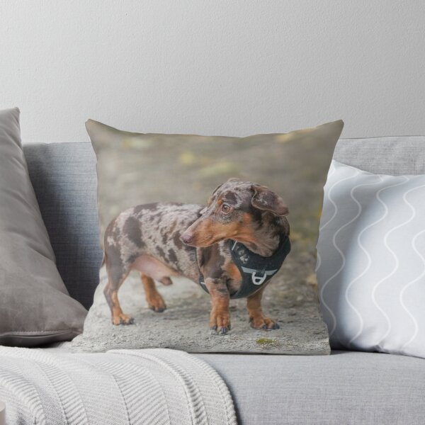 Item preview, Chocolate Dapple Dachshund Wearing Black Harness designed and sold by VanGaldo.
