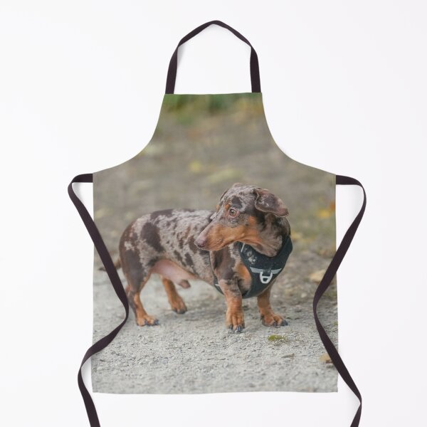 Item preview, Chocolate Dapple Dachshund Wearing Black Harness designed and sold by VanGaldo.