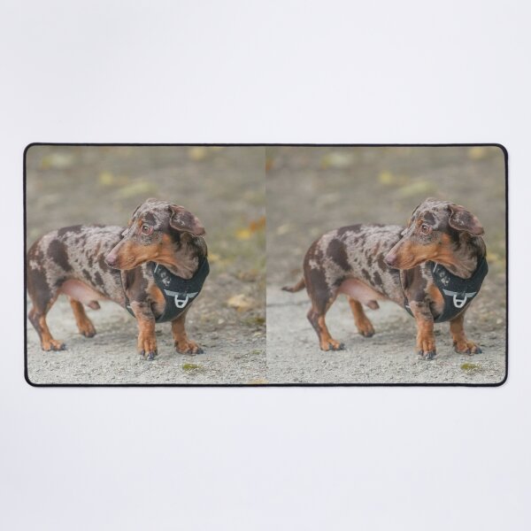 Item preview, Chocolate Dapple Dachshund Wearing Black Harness designed and sold by VanGaldo.