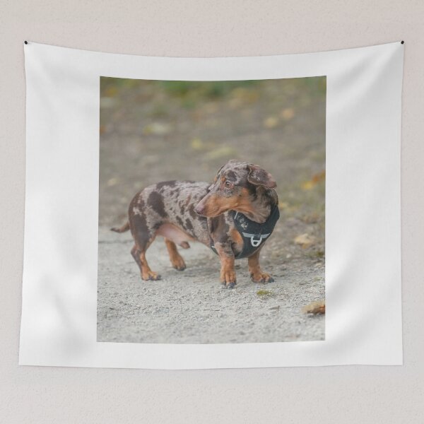 Item preview, Chocolate Dapple Dachshund Wearing Black Harness designed and sold by VanGaldo.