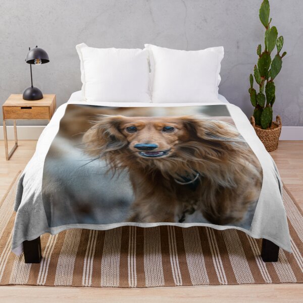 Item preview, Long Haired Red Dachshund Face Closeup designed and sold by VanGaldo.