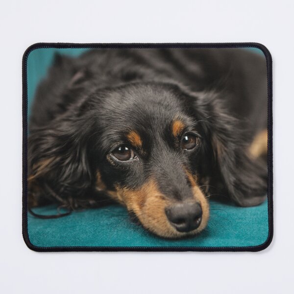 Item preview, Cute Longhaired Dachshund Teal Blue Blanket designed and sold by VanGaldo.