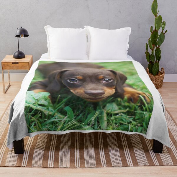 Item preview, Chocolate and Tan Dachshund Puppy Closeup designed and sold by VanGaldo.