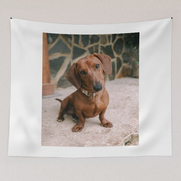 Item preview, Short Haired Red Dachshund Head Tilt designed and sold by VanGaldo.
