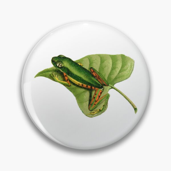 Item preview, Tiger-legged monkey frog antique illustration designed and sold by Anne Londez Studio.