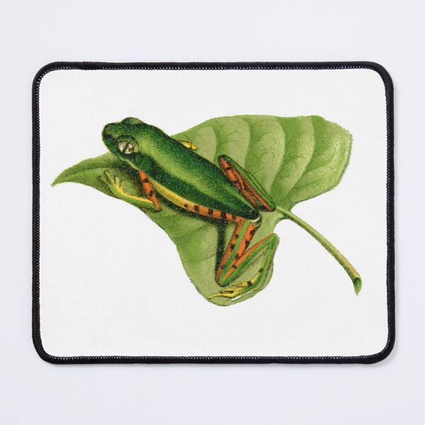 Item preview, Tiger-legged monkey frog antique illustration designed and sold by Anne Londez Studio.