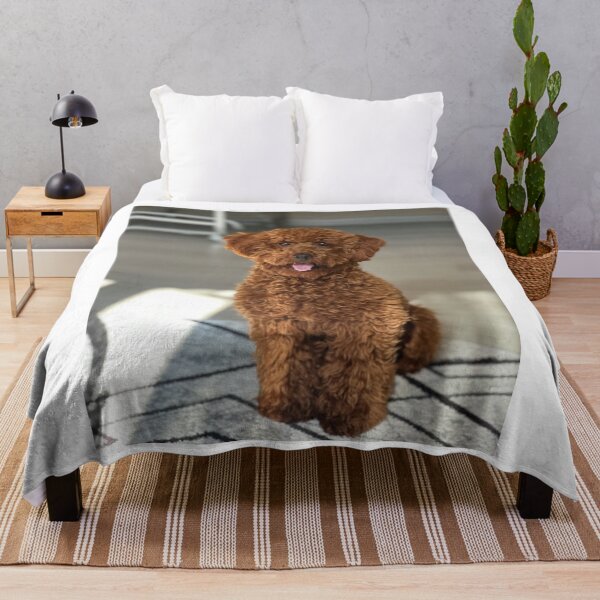 Item preview, Cute Curly Apricot Poodle Indoor Portrait designed and sold by VanGaldo.