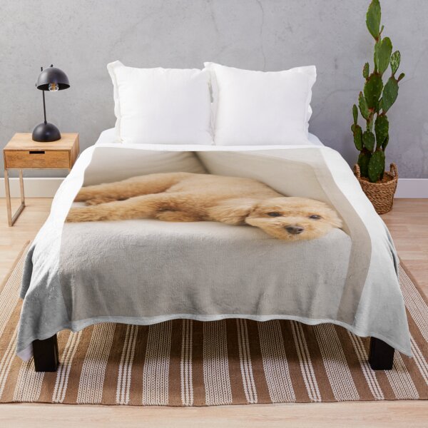 Item preview, Cute Toy Poodle Resting On Couch designed and sold by VanGaldo.