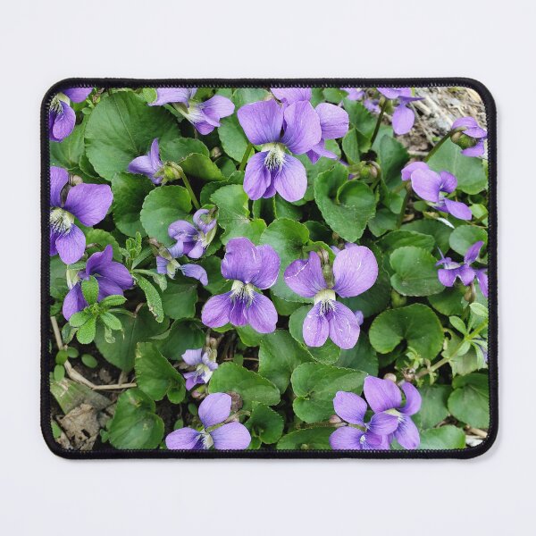 Item preview, Common Blue Violets  designed and sold by concretebotany.