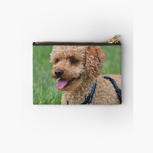 Item preview, Cute Curly Brown Poodle With Ball designed and sold by VanGaldo.