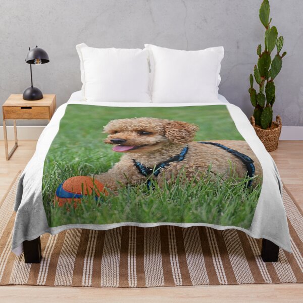 Item preview, Cute Curly Brown Poodle With Ball designed and sold by VanGaldo.
