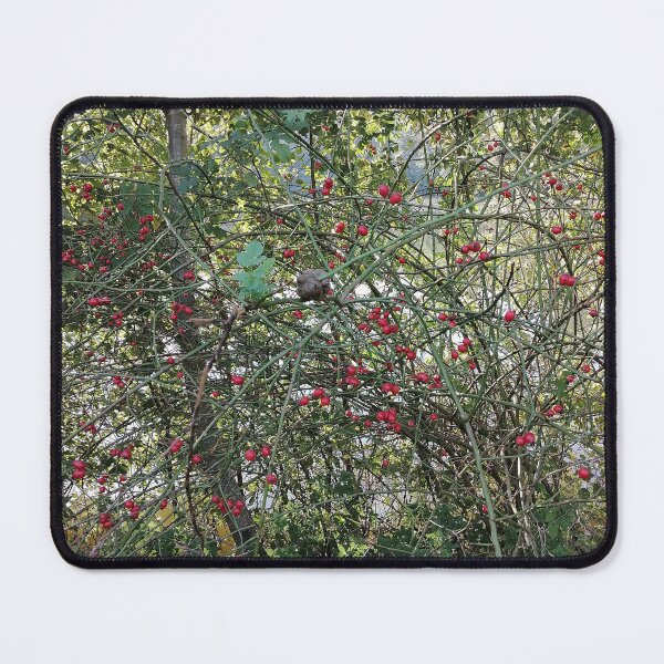 Item preview, Red Rose Hips in Nature designed and sold by PhuongVoArt.