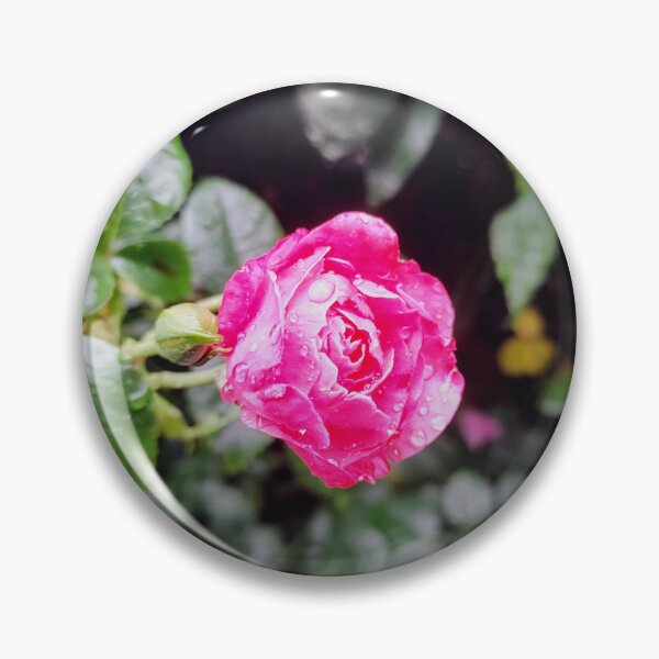 Artikelvorschau, Regentropfenrose entworfen und verkauft von Bee Buddy Photography.