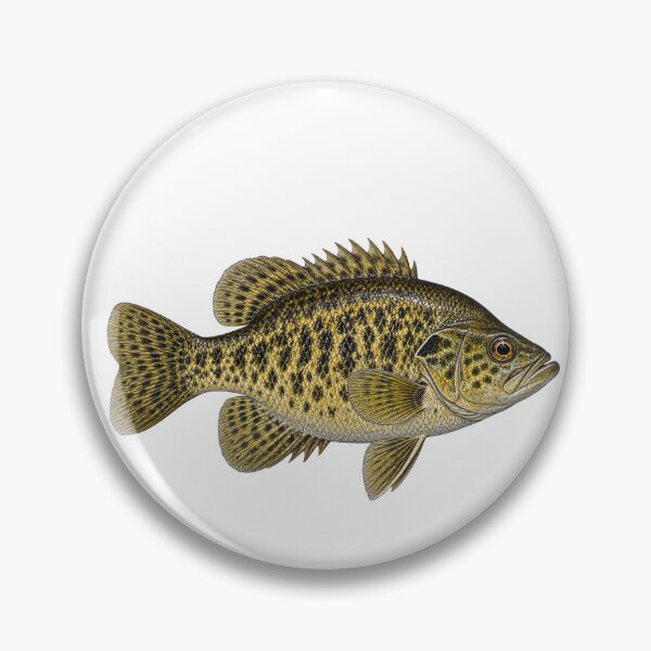 Item preview, Rock Bass designed and sold by TJT-GRAPHIX.