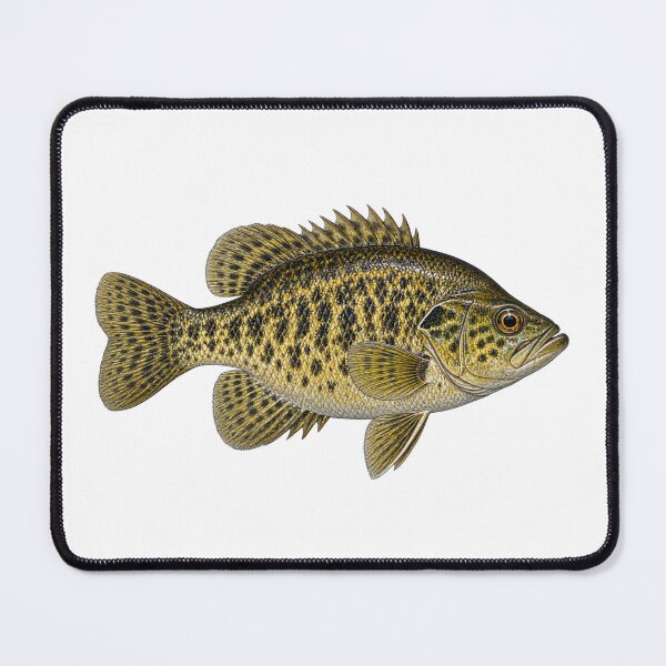 Item preview, Rock Bass designed and sold by TJT-GRAPHIX.