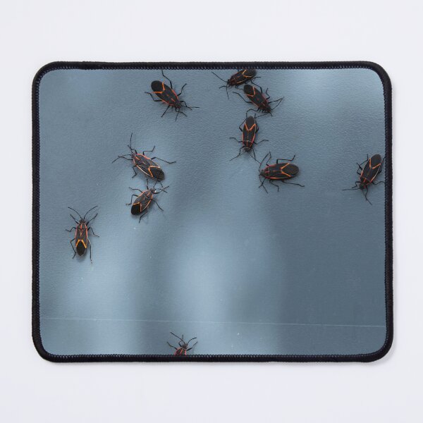 Item preview, Close-up of a group of box elder bugs designed and sold by lisavonbiela.