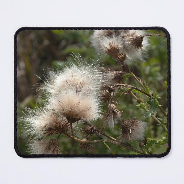 Item preview, Canadian thistledown close up with a square crop designed and sold by lisavonbiela.