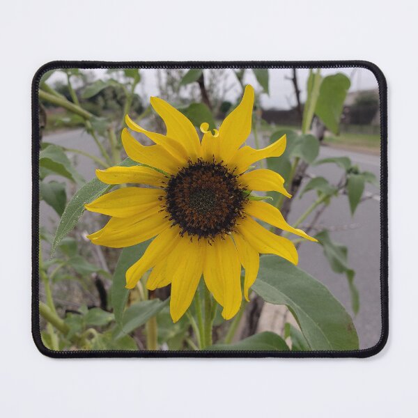 Item preview, Highway Sunflower 14 designed and sold by concretebotany.