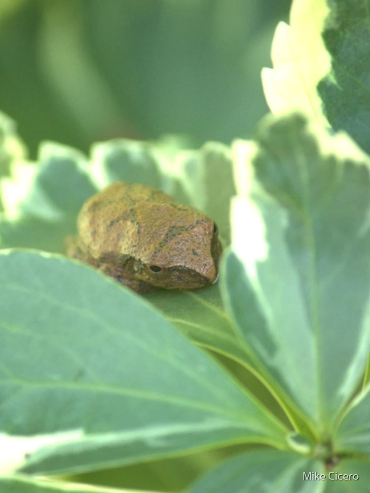 Thumbnail 4 of 4, iPhone Case, Tiny Toad designed and sold by Mike Cicero.