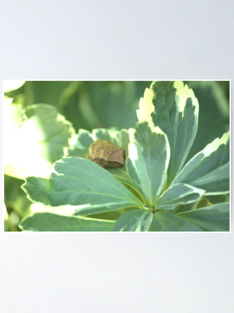 Thumbnail 1 of 3, Poster, Tiny Toad designed and sold by Mike Cicero.