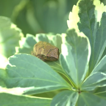 Artwork thumbnail, Tiny Toad by Mike Cicero