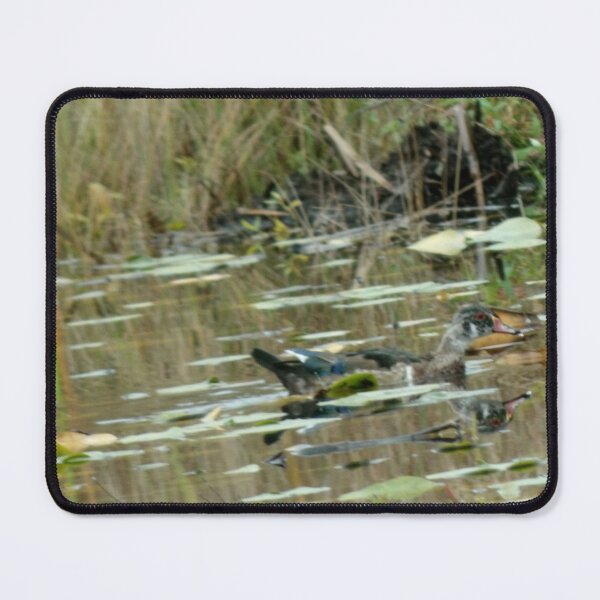 Item preview, lady Mallard swimming designed and sold by Digital2dreams.