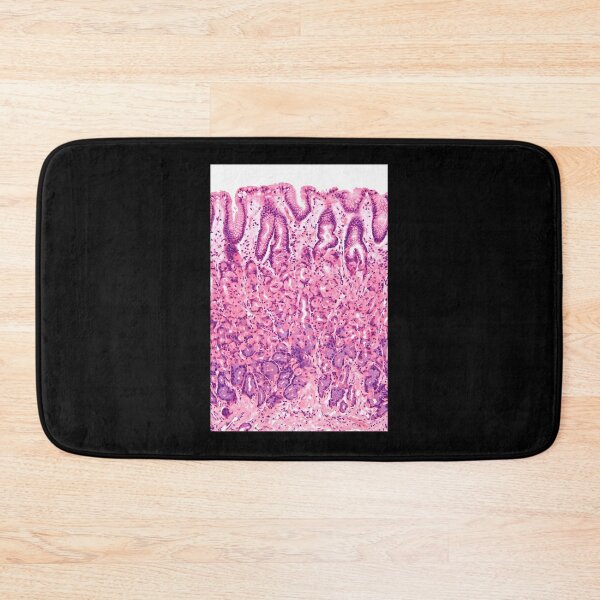 Item preview, Stomach-Histology designed and sold by tappaslo.
