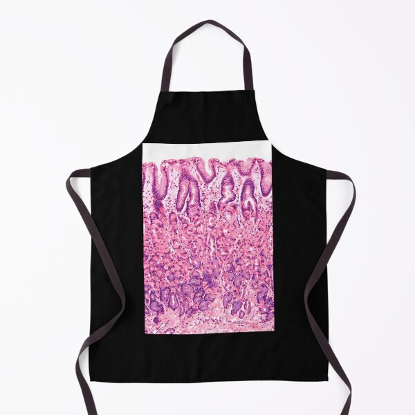 Item preview, Stomach-Histology designed and sold by tappaslo.