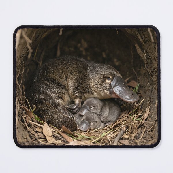 Item preview, Platypus with young designed and sold by pawprintz.