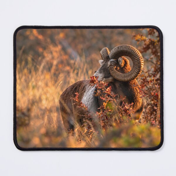 Item preview, Autumn Mouflon Ram with Oak Leaves designed and sold by Medve Photography & Design.