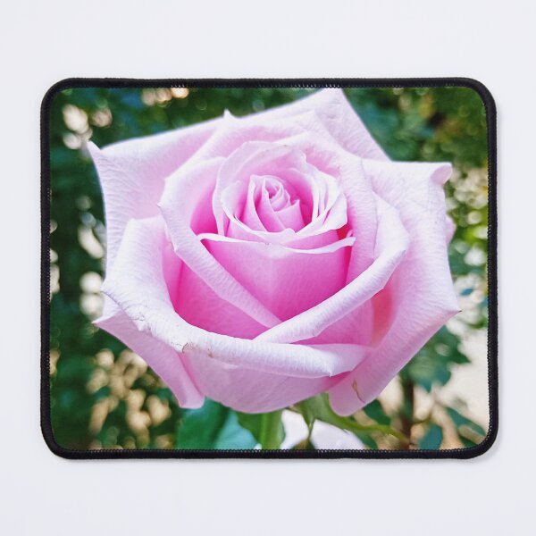 Item preview, Elegant pink rose in full bloom designed and sold by AlcamiaArt.