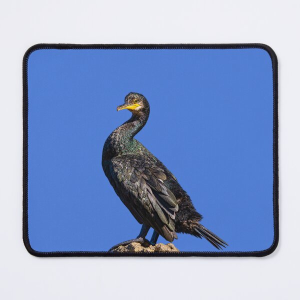 Item preview, Great Cormorant on a Rock by the Turquoise Sea designed and sold by Medve Photography & Design.