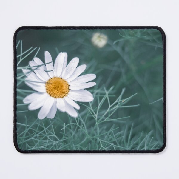 Item preview, Sage Green Daisy Blossom Moody Botanical Macro Photo designed and sold by Dzulo.