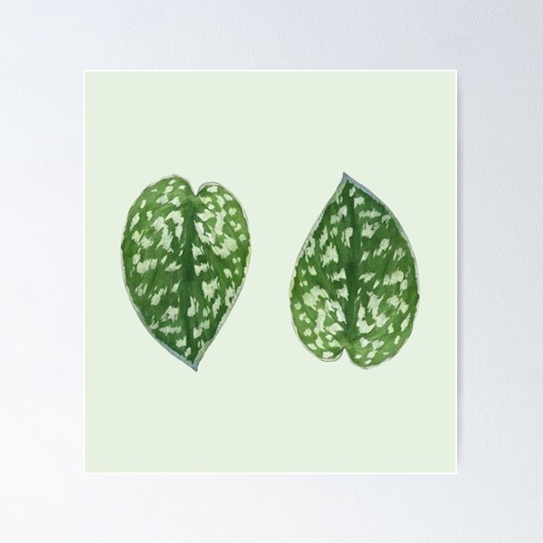 Item preview, Scindapsus pictus 'Argyraeus' designed and sold by mooneko.