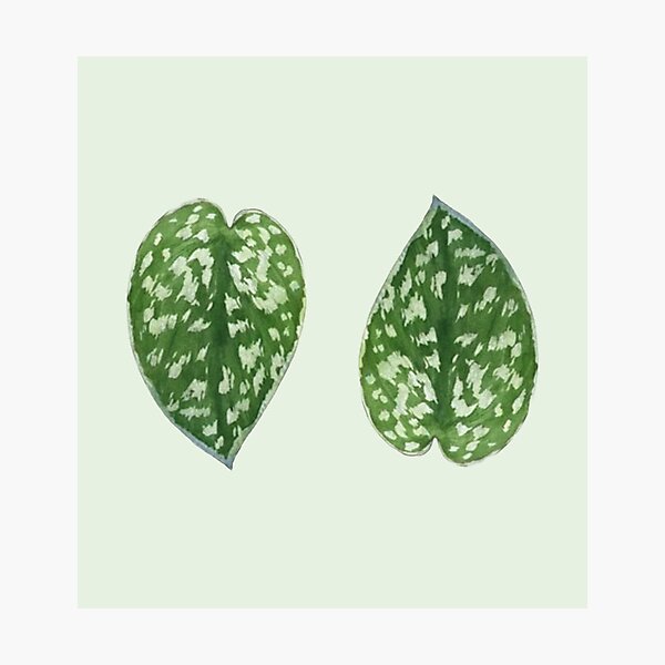 Item preview, Scindapsus pictus 'Argyraeus' designed and sold by mooneko.