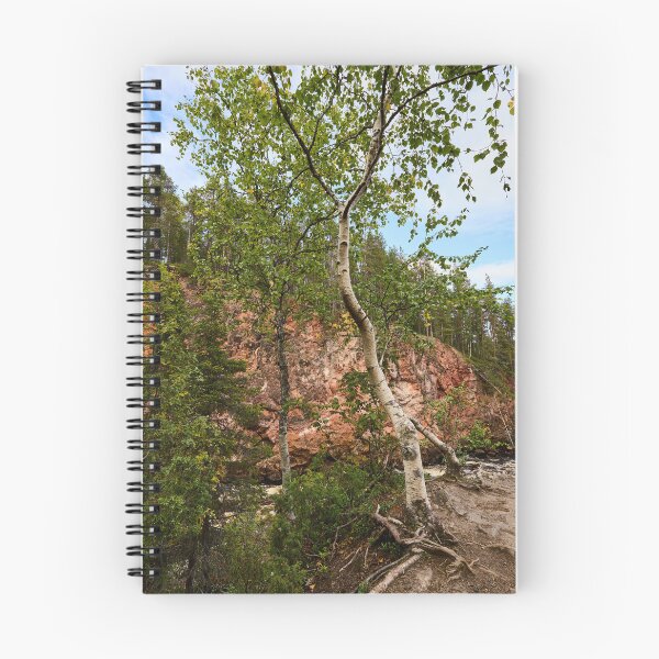 Item preview, The Birch. Kiutakongas 3 2026 designed and sold by Jouko Lehto Photography.