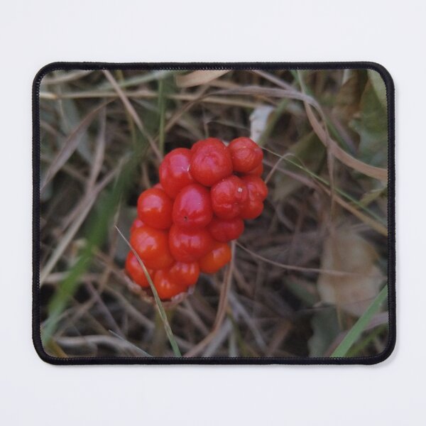 Item preview, FlocreeperBytin's Average Wilderness photo designed and sold by FlocreeperBytin.
