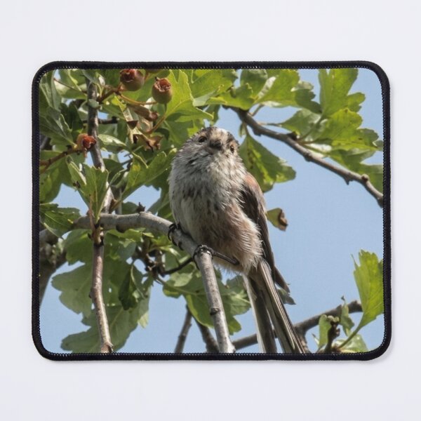 Item preview, Inquisitive Long-Tailed Tit Among the Hawthorn designed and sold by Astute-Artio-Photography.