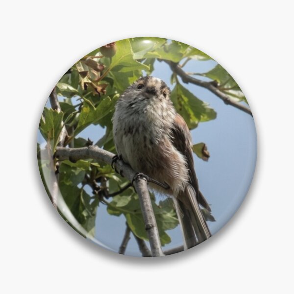 Item preview, Inquisitive Long-Tailed Tit Among the Hawthorn designed and sold by Astute-Artio-Photography.