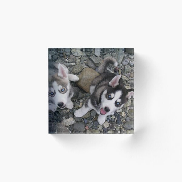 Artikelvorschau, Baby Husky entworfen und verkauft von Niliaa.