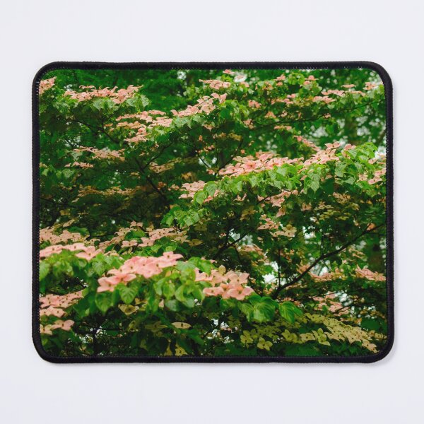 Item preview, Pink Kousa Dogwood in Yamanashi Prefecture, Japan designed and sold by Pix4Japan.