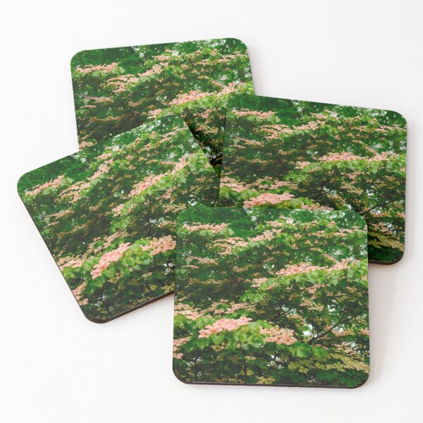 Item preview, Pink Kousa Dogwood in Yamanashi Prefecture, Japan designed and sold by Pix4Japan.