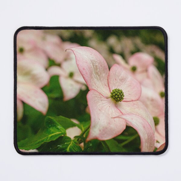 Item preview, Close-Up of Pink Kousa Dogwood Bracts in Yamanashi, Japan designed and sold by Pix4Japan.