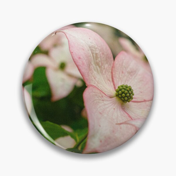 Item preview, Close-Up of Pink Kousa Dogwood Bracts in Yamanashi, Japan designed and sold by Pix4Japan.