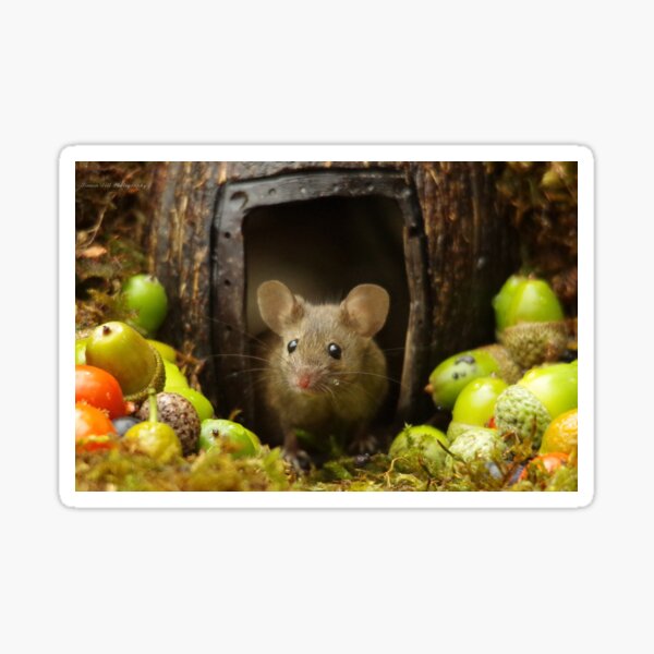 Wild cute garden mouse Sticker